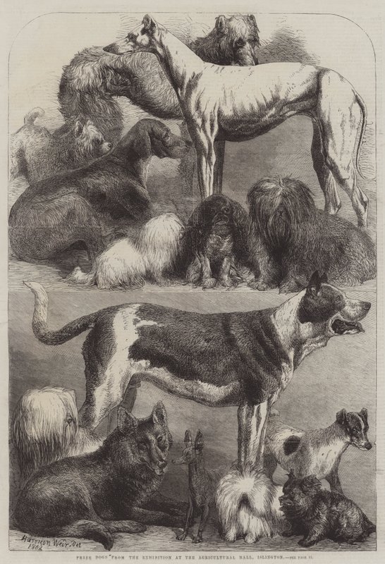 Perros premiados de la Exposición en el Agricultural Hall, Islington de Harrison William Weir