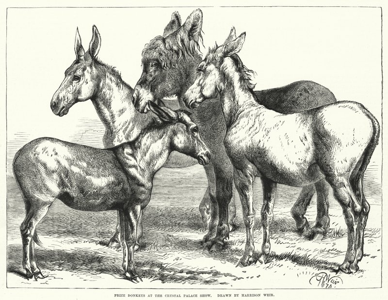 Burros premiados en la exposición del Crystal Palace de Harrison William Weir