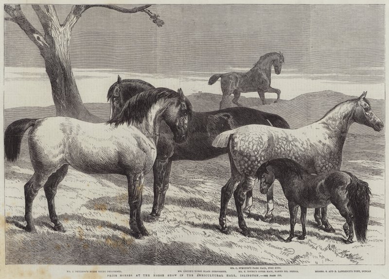 Caballos premiados en la exposición de caballos en el Agricultural Hall, Islington de Harrison William Weir