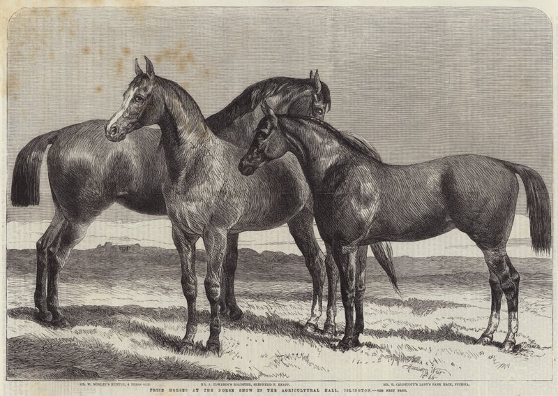 Caballos premiados en la exposición de caballos en el Agricultural Hall, Islington de Harrison William Weir