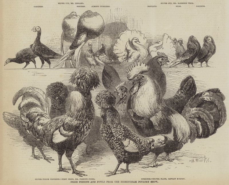 Palomas y aves premiadas del Show Avícola de Birmingham de Harrison William Weir