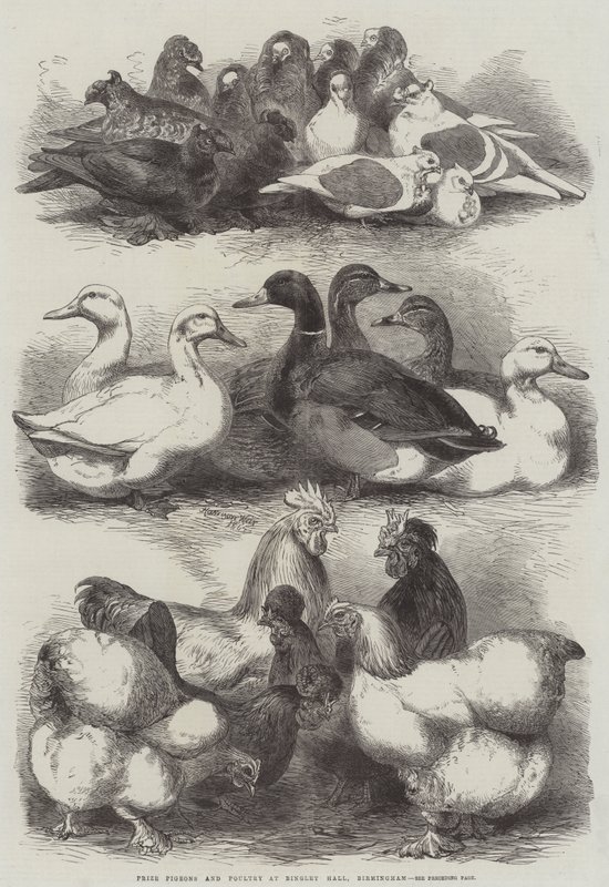 Palomas y aves de corral premiadas en Bingley Hall, Birmingham de Harrison William Weir