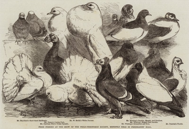 Palomas premiadas en la exposición de la Sociedad Philo-Peristeron, celebrada recientemente en el Salón de los Masones de Harrison William Weir