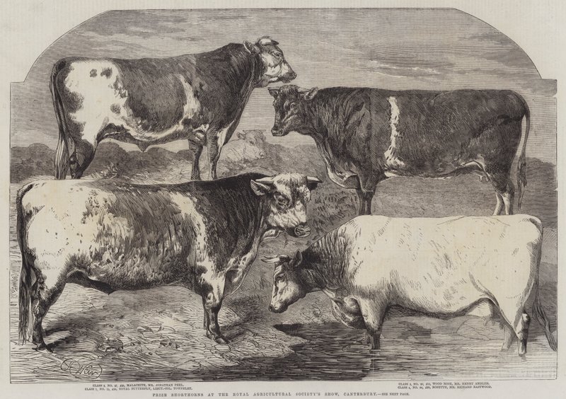 Shorthorns premiados en la Exposición de la Sociedad Agrícola Real, Canterbury de Harrison William Weir