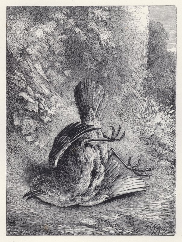 Robin Aturdido por su Caída de Harrison William Weir