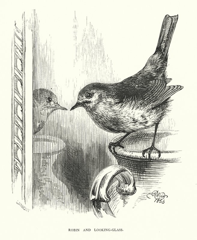 Robin y el espejo de Harrison William Weir