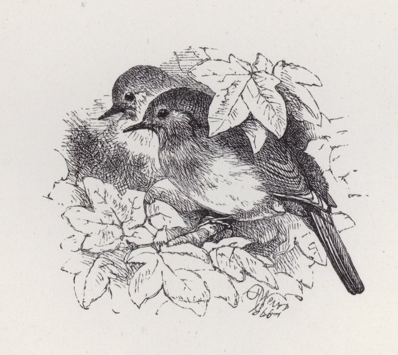 Petirrojos de Harrison William Weir