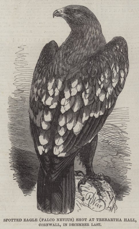 Águila moteada (Falco Nevius) cazada en Trebartha Hall, Cornwall, en diciembre pasado de Harrison William Weir