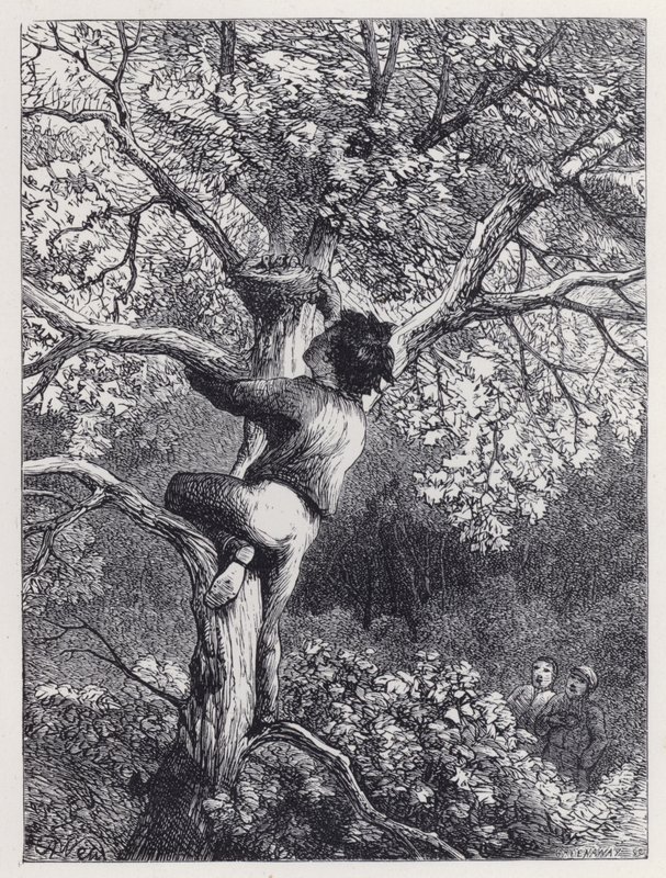 Tomando el Nido de los Jilgueros de Harrison William Weir