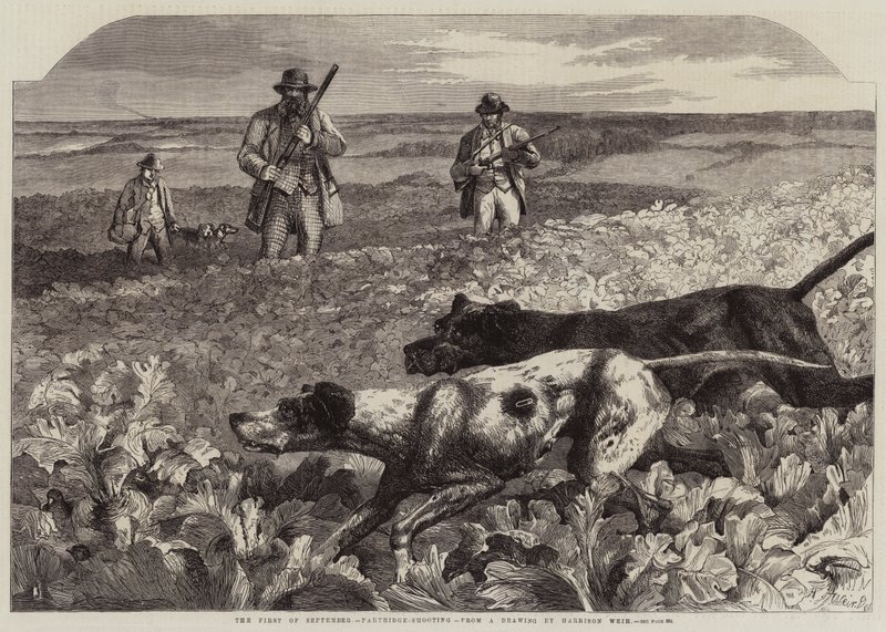 El primero de septiembre, caza de perdices de Harrison William Weir