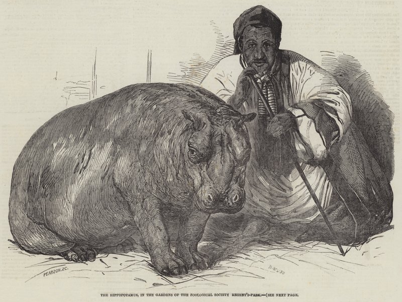 El hipopótamo, en los jardines de la Sociedad Zoológica, Regent