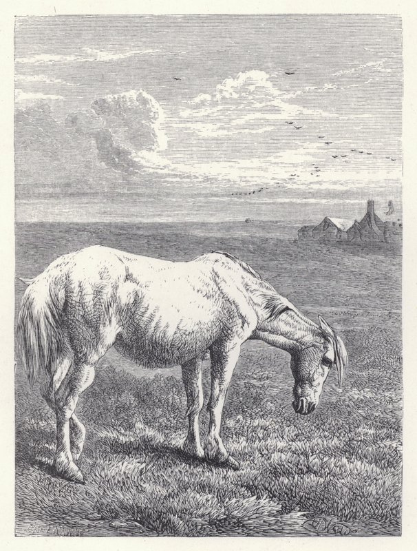 El viejo caballo de Harrison William Weir