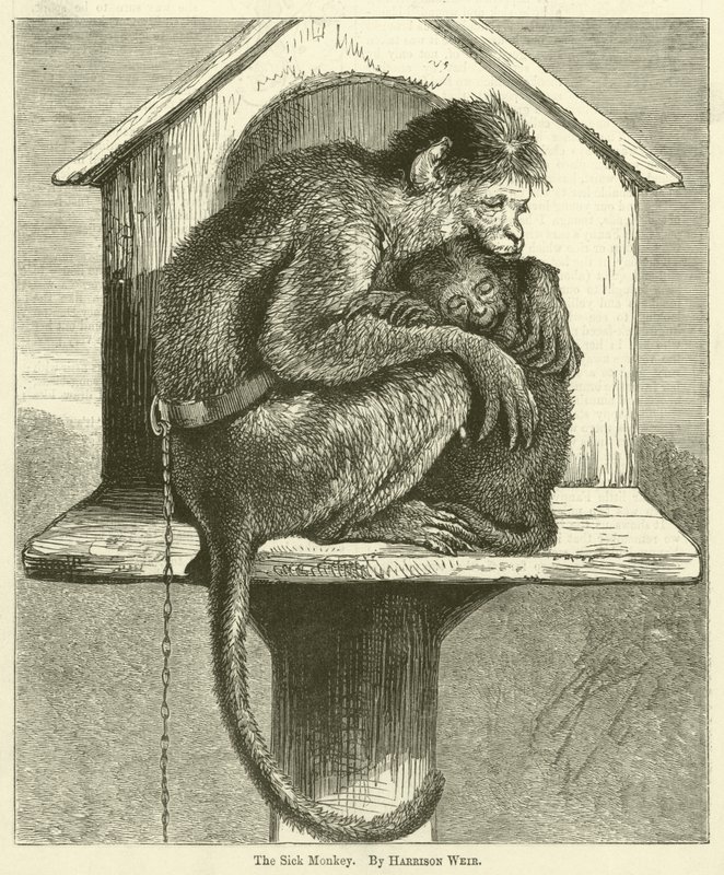El Mono Enfermo de Harrison William Weir
