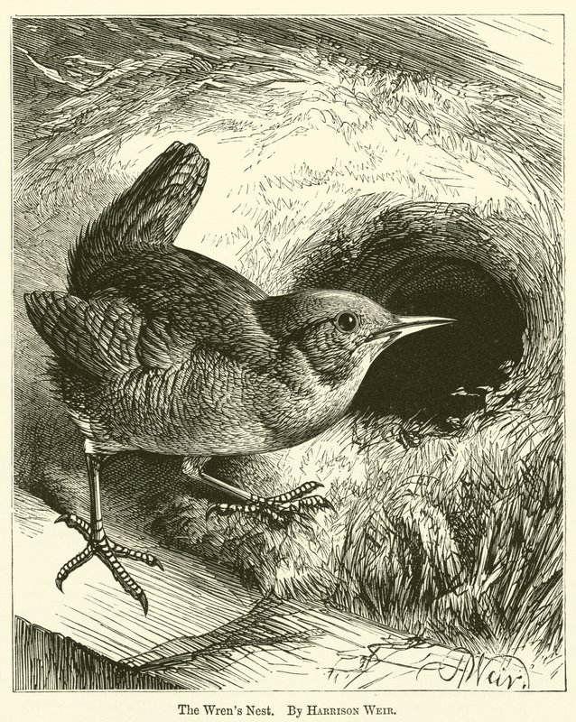 El Nido de los Wrens de Harrison William Weir