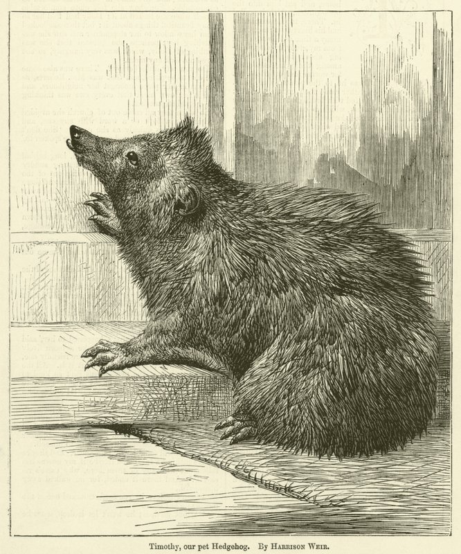 Timothy, nuestro erizo mascota de Harrison William Weir