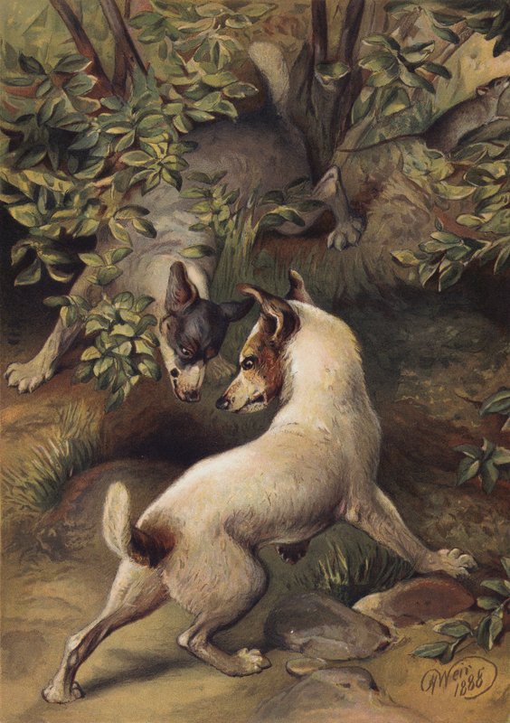 Dos perros tratando de llegar a un charco de agua para beber (chromolitho) de Harrison William Weir
