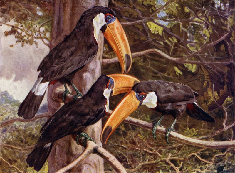 Un grupo de tucanes toco de Harry Hamilton Johnston