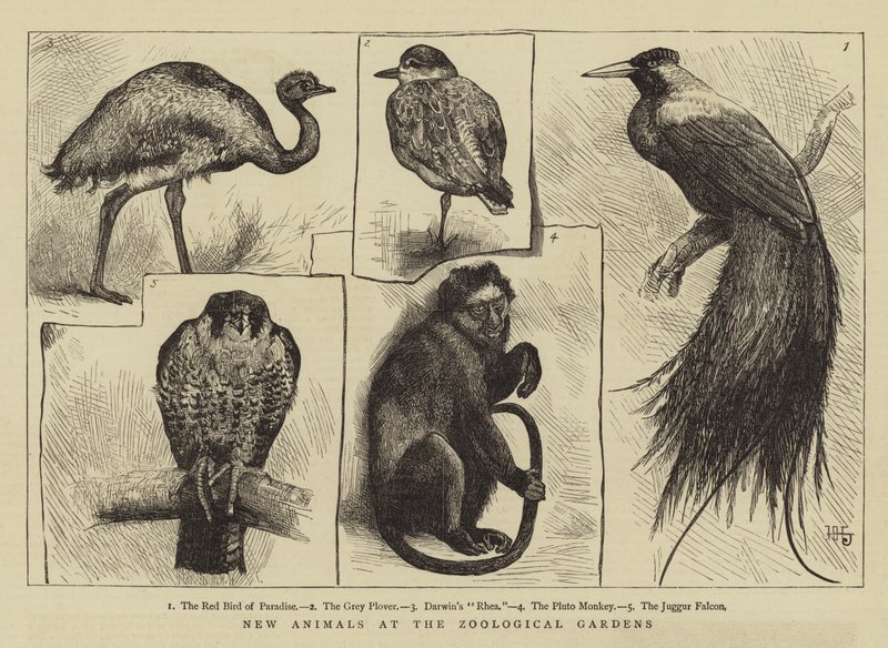 Nuevos animales en el Zoológico de Harry Hamilton Johnston