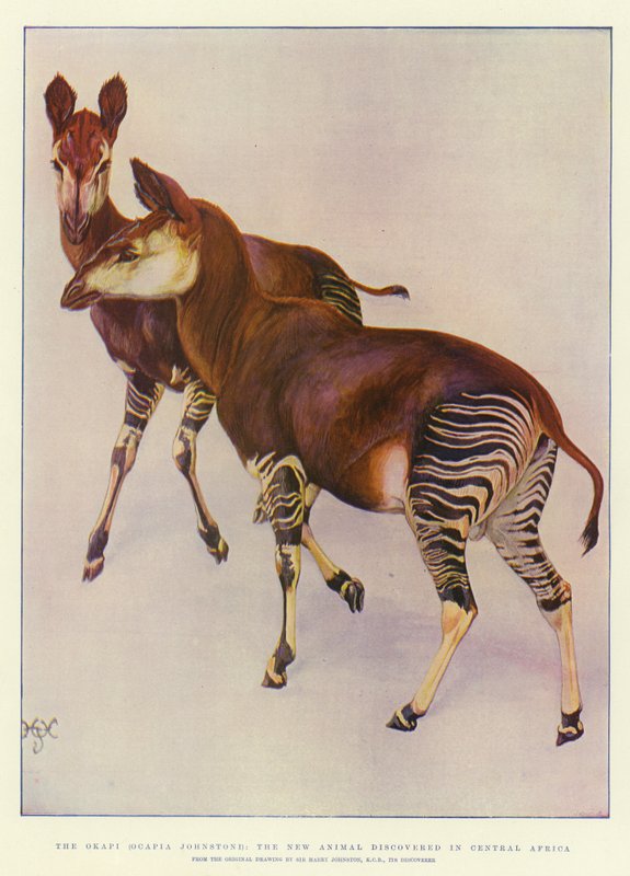 El okapi (Ocapia Johnstoni), el nuevo animal descubierto en África Central de Harry Hamilton Johnston