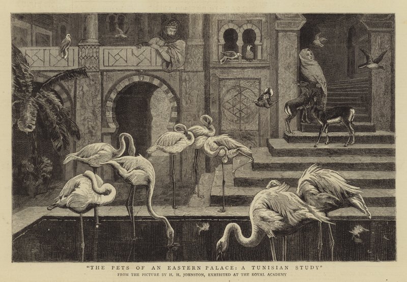 Las Mascotas de un Palacio Oriental, un Estudio Tunecino de Harry Hamilton Johnston