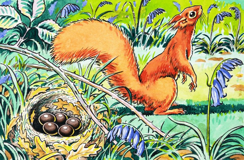 Pequeña ardilla roja de Harry M. Pettit