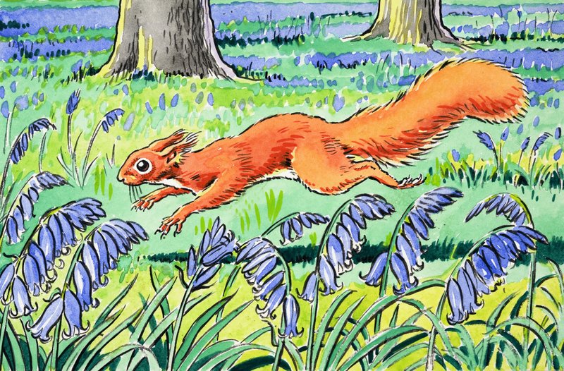 Pequeña Ardilla Roja de Harry M. Pettit