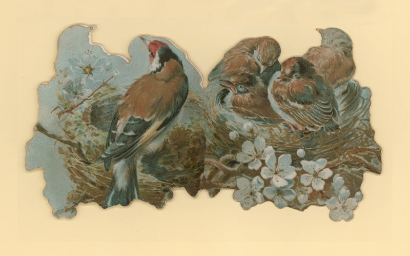 Aves de Hector Giacomelli