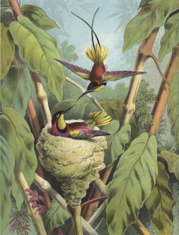 Colibrí de Hector Giacomelli