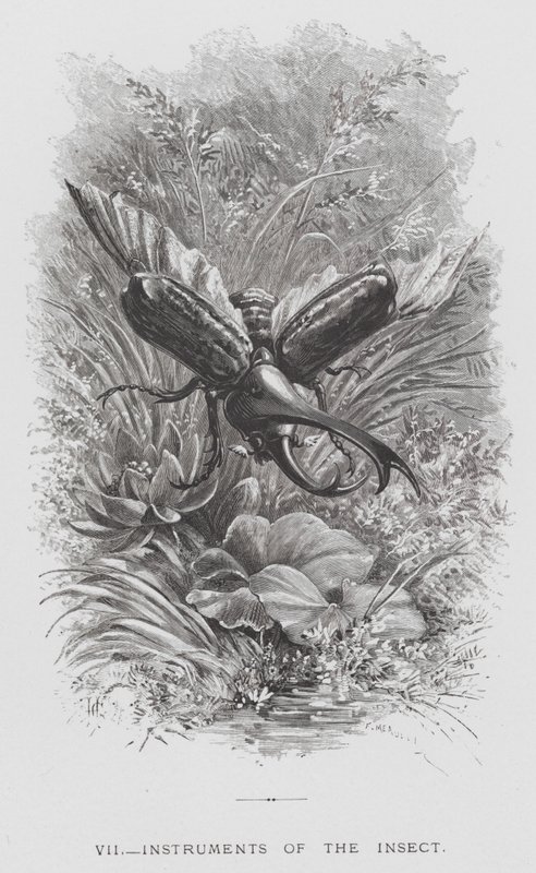 El Insecto: Instrumentos del Insecto de Hector Giacomelli
