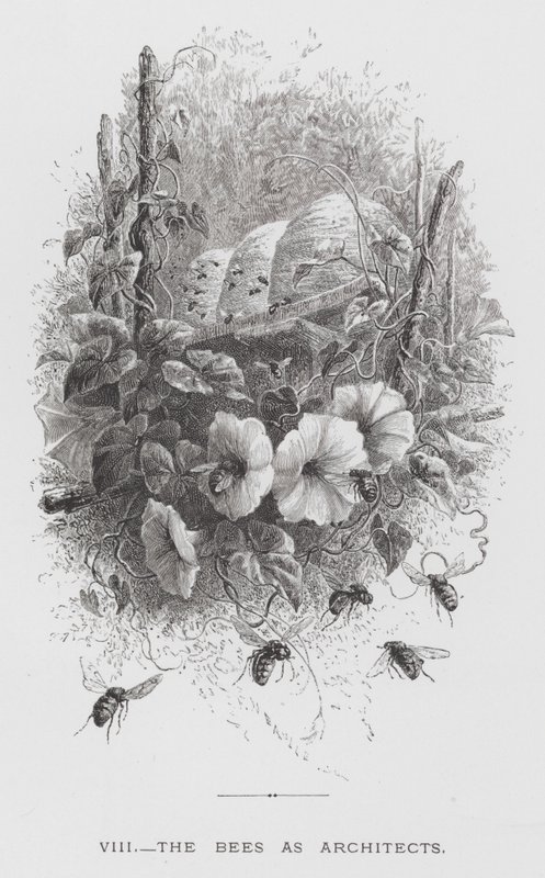 El insecto: Las abejas como arquitectas de Hector Giacomelli