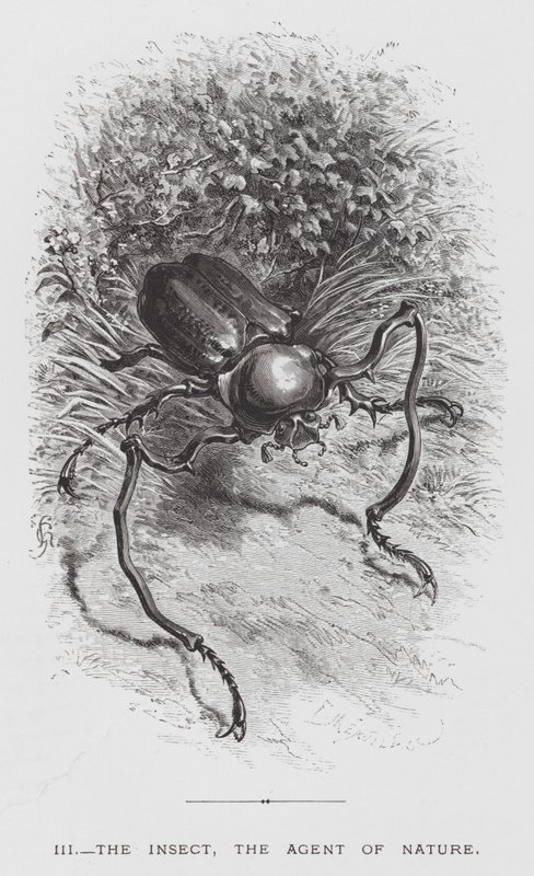 El insecto: El insecto, el agente de la naturaleza de Hector Giacomelli
