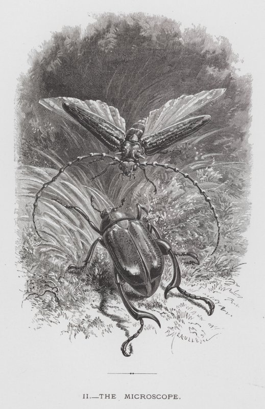 El Insecto: El Microscopio de Hector Giacomelli