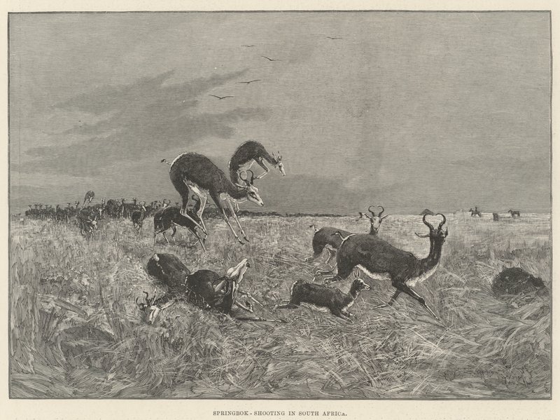 Caza de Springbok en Sudáfrica de Henry Charles Seppings Wright