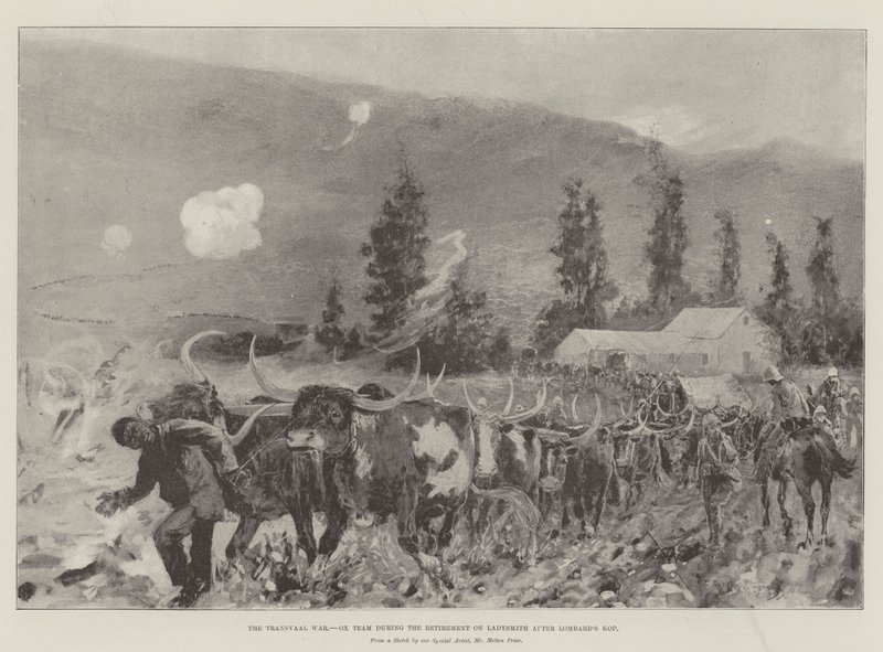 La guerra del Transvaal, equipo de bueyes durante la retirada en Ladysmith después de Lombard