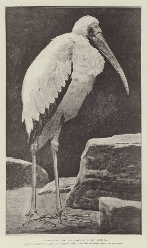 Un Juez Erudito (Tántalo Cigüeña), de la Exposición de Dibujos y Pinturas de Aves, en las Salas de la Sociedad de Bellas Artes, New Bond-Street de Henry Stacey Marks