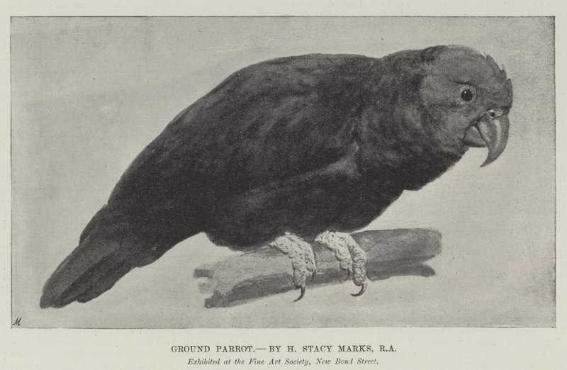 Loro Terrestre de Henry Stacey Marks