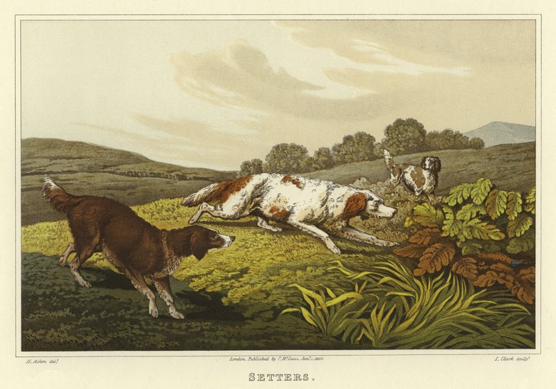 Setters de Henry Thomas Alken