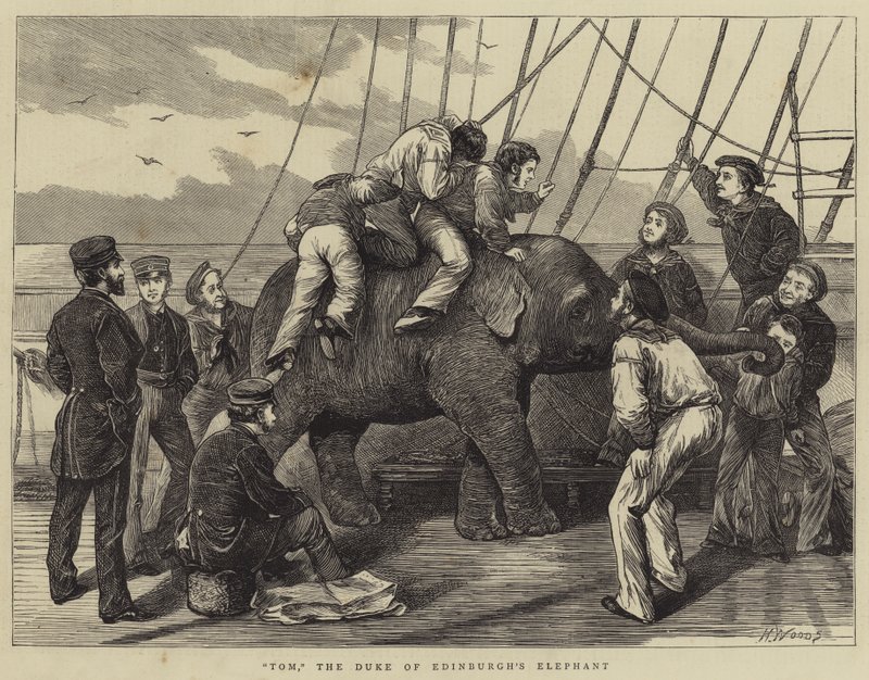 Tom, el Elefante del Duque de Edimburgo de Henry Woods