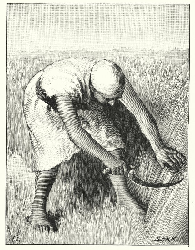 Cosechando en el Este de Henry Andrew Harper