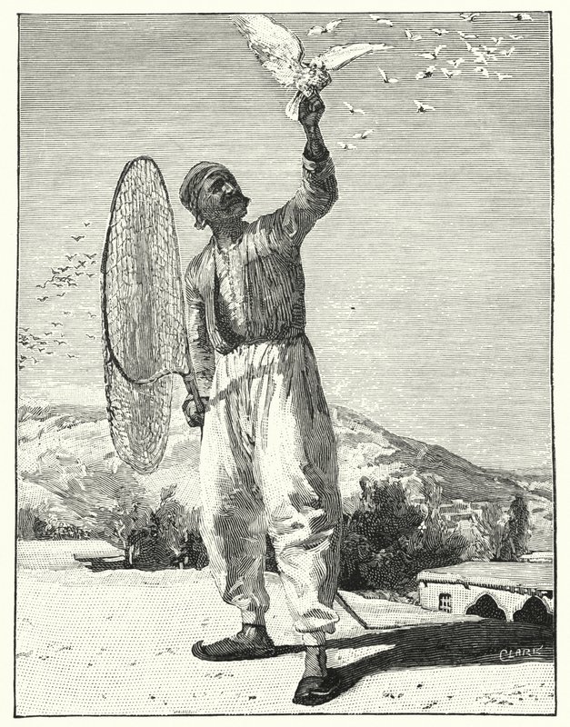 Cazando pájaros en el tejado en el Este de Henry Andrew Harper