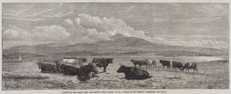 Ganado en las arenas, cerca de Port Madoc, Gales del Norte de Henry Brittan Willis