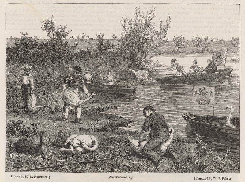 Cisnes saltando de Henry Robert Robertson