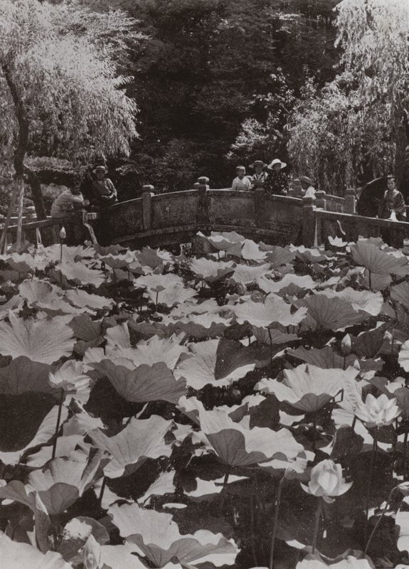Un estanque de lotos (foto en blanco y negro) de Herbert Ponting