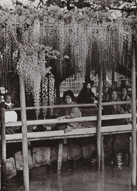 Una pérgola de glicinas en Kameido de Herbert Ponting