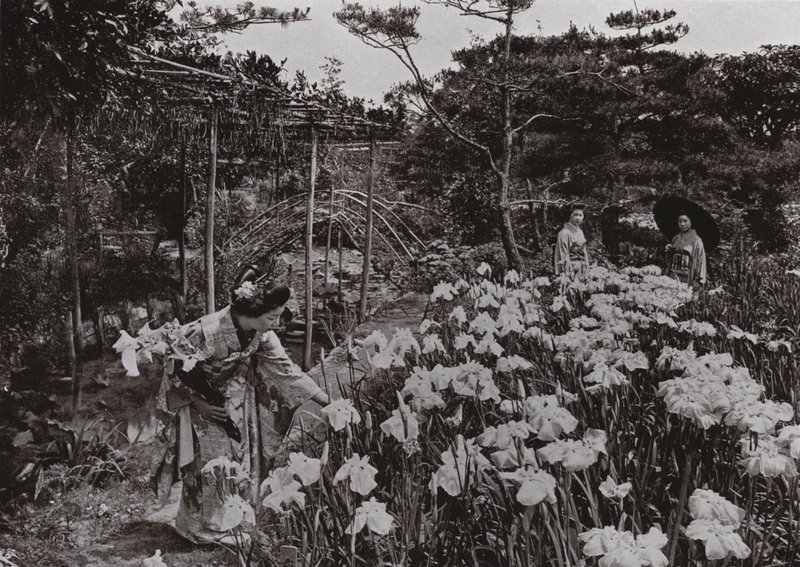 En el jardín de lirios en Hori-kiri de Herbert Ponting