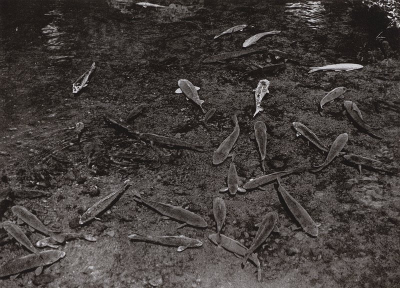 Carpas en el lago de Kumamoto (foto en b/n) de Herbert Ponting