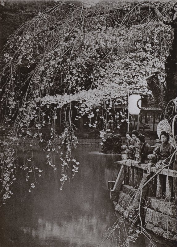 Tiempo de flor de cerezo en Japón de Herbert Ponting