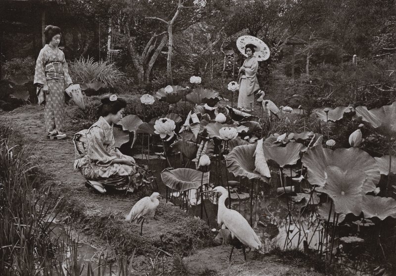 En un jardín de lotos (foto en b/n) de Herbert Ponting