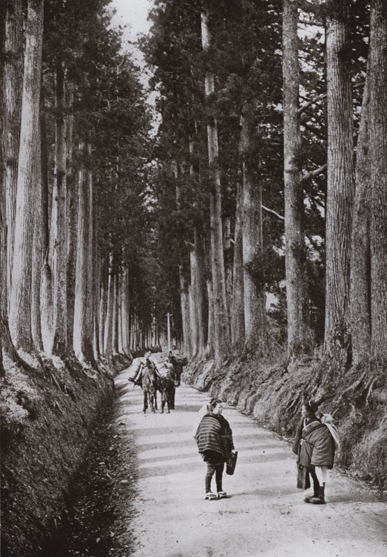 La Avenida de los Cryptomerias en Nikko (foto en blanco y negro) de Herbert Ponting