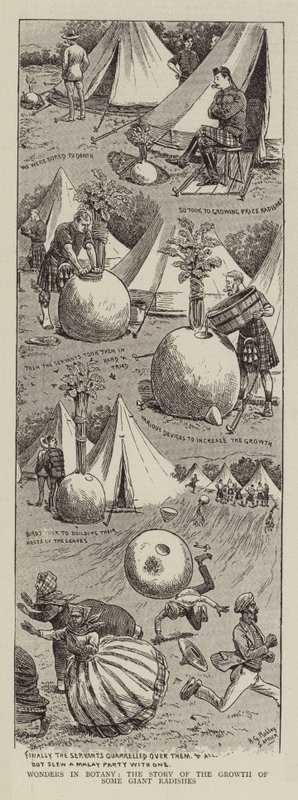 Maravillas en botánica, la historia del crecimiento de algunos rábanos gigantes de Horatio Gordon Robley
